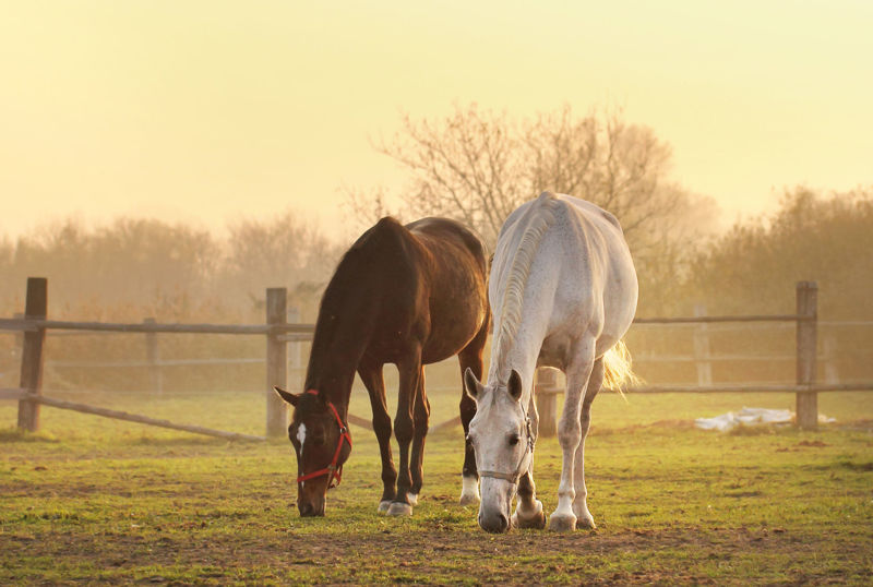 Equine Colic and its Associated Risk Factors